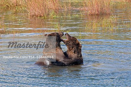 Two sub adult brown bears playfighting in Brooks River near Brooks Camp in Katmai National Park, Southwest Alaska, Fall