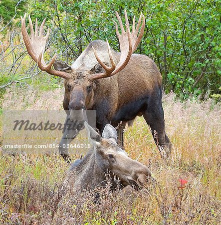 Un orignal mâle grand s'approche une vache au repos dans son stand de parfum dans la région de Glen Alpes de Chugach State Park, le centre-sud Alaska, automne