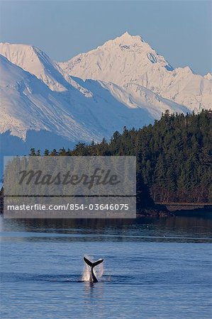 Humpback Whale slaps its flukes on the surface near Benjamin Island in Lynn Canal with the snow covered peaks of the Chilkat Mountains in the background, Southeast Alaska, Winter, COMPOSITE