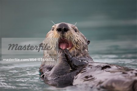 Blick auf ein Seeotter schwimmt auf dem Rücken während des Essens eine Muschel im Prince William Sound, Alaska, Kenai, Herbst hautnah