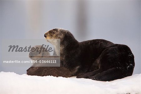 Female Sea Otter geschleppt heraus auf einem Schnee-Hügel mit Neugeborenen Pup, Prince William Sound, Alaska, Kenai, Winter