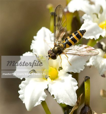 Close up view of a Yellow Jacket sitting on a Deer Cabbage flower, Squire Island in Prince William Sound, Kenai Peninsula, Southcentral Alaska, Summer
