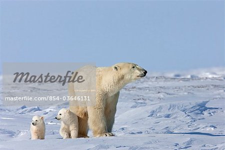 Eine Sau Eisbär (Ursus Maritimus) und ihrem jungen Twin jungen Fuß über den Wind fegte Schnee im Winter Wapusk-Nationalpark, Manitoba, Kanada,
