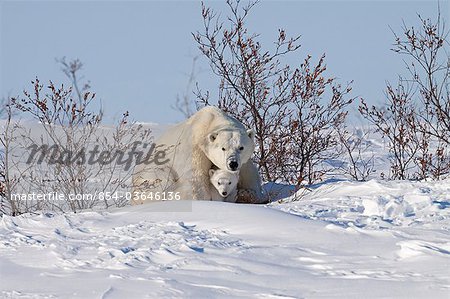 A 12- 14 week old Polar Bear (Ursus maritimus) cub huddles beneath its mothers front legs for protection and shelter, Wapusk National Park, Manitoba, Canada, Winter
