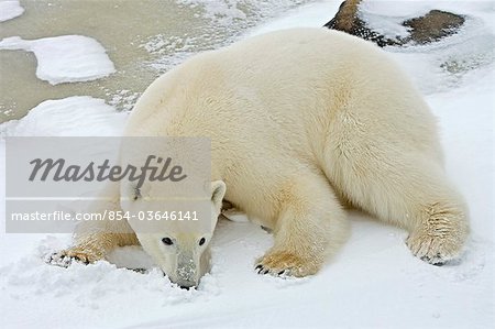 Sub ours adulte couché dans la neige près de Churchill, Manitoba, Canada, hiver