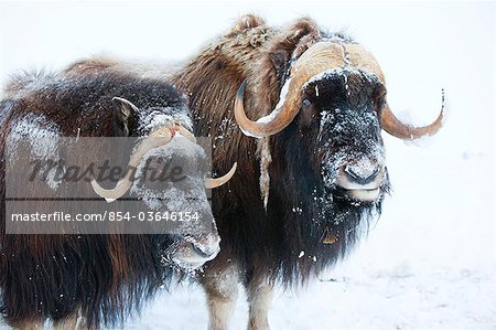 Portrait of a two bull muskoxen with their faces covered in snow, Alaska Wildlife Conservation Center, Portage, Southcentral Alaska, Winter, CAPTIVE