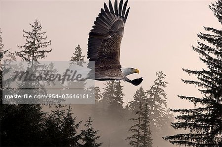 Aigle à tête blanche s'élève à travers la brume dans la forêt nationale de Tongass, sud-est de l'Alaska, hiver COMPOSITE