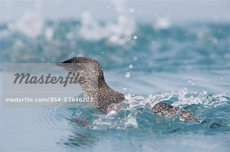 Kittlitz der Marmelalk Schwimmen im Prince William Sound, Alaska, Kenai, Sommer, IUCN vom Aussterben bedroht