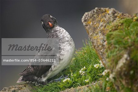 Parakeet Auklet sitting in green vegetation on ledge during Summer, Saint Paul Island, Pribilof Islands, Bering Sea, Alaska