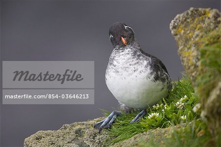 Parakeet Auklet sitting in green vegetation on ledge during Summer, Saint Paul Island, Pribilof Islands, Bering Sea, Alaska