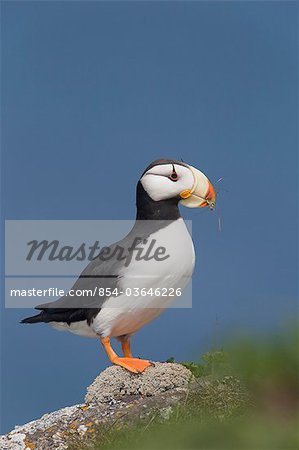 Horned Puffin perched on rock ledge with the blue Bering Sea in background, Saint Paul Island, Pribilof Islands, Bering Sea, Southwest Alaska