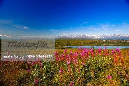 Blick auf die Alaskakette vom Denali Highway mit Schmalblättriges Weidenröschen und ein Wasserkocher Teich im Vordergrund, Alaska Interior, Sommer
