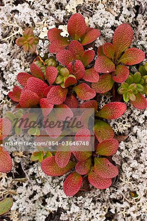 Close up of a cluster of red Bearberries and Caribou lichen near Savage River in Denali National Park and Preserve, Interior Alaska, Fall