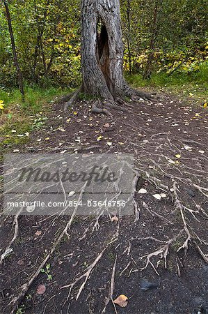 Un immense réseau de racines s'étalent de l'arbre à côté de la piste à Thunderbird Falls dans le parc état Chugach, Alaska du centre-sud, de l'automne/n