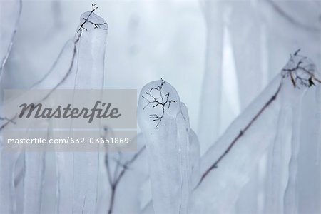 Twigs covered in ice