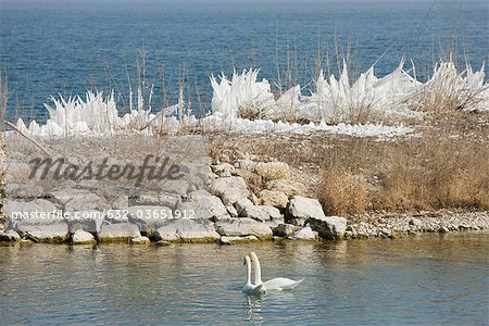 Wintery waterscape