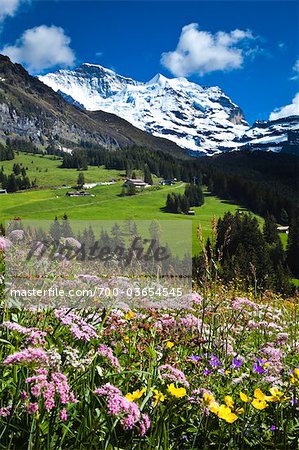 Wildblumen, Jungfrau Region, Berner Alpen, Schweiz