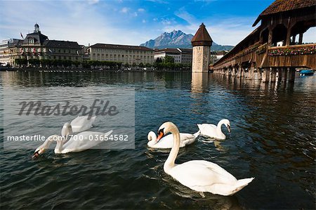 Swans and Chapel Bridge, Lucerne, Switzerland