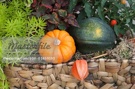 Herbstliche Dekoration mit Kürbis