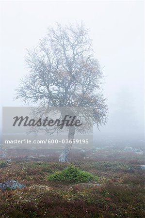 Arbre dans champ Misty en automne, Suède