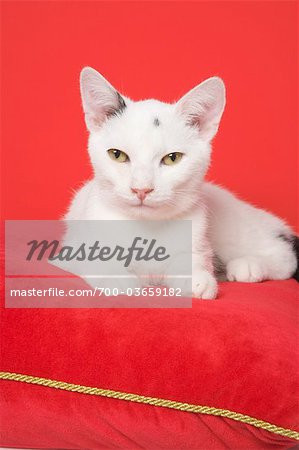 Cat on Red Cushion