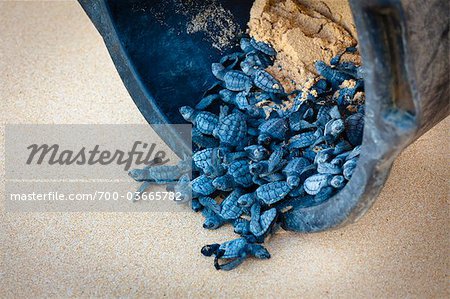 Green Sea Turtle Hatchlings being Released after Incubation, Sumba, Lesser Sunda Islands, Indonesia Green Sea Turtle Hatchlings being Released after Incubation, Sumba, Lesser Sunda Islands, Indonesia