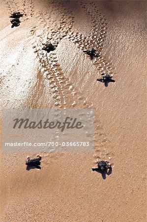 Green Sea Turtle Hatchlings, Sumba, Lesser Sunda Islands, Indonesia Green Sea Turtle Hatchlings, Sumba, Lesser Sunda Islands, Indonesia