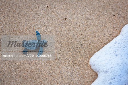 Green Sea Turtle Hatchling being Released after Incubation, Sumba, Lesser Sunda Islands, Indonesia