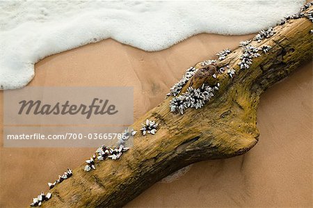 Mollusks on Driftwood, Sumba, Lesser Sunda Islands, Indonesia Mollusks on Driftwood, Sumba, Lesser Sunda Islands, Indonesia