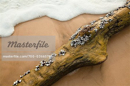 Mollusks on Driftwood, Sumba, Lesser Sunda Islands, Indonesia