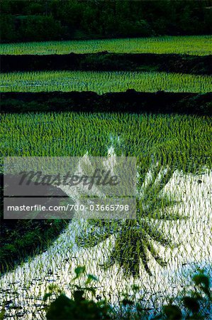 Reflection of Palm Tree in Rice Terrace Water, Sumba, Lesser Sunda Islands, Indonesia