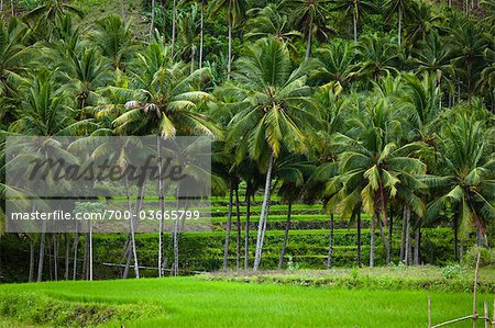 Palmiers et rizières en terrasses, Sumba, petites îles de la sonde, Indonésie