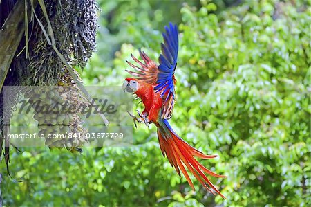 Aras (Ara macao) en vol, Parc National de Corcovado, péninsule d'Osa, Costa Rica, l'Amérique centrale