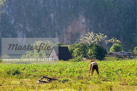 A farmer cultivating his field, Los Aquaticos, UNESCO World Heritage Site, Vinales Valley, Cuba, West Indies, Caribbean, Central America
