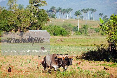 Un paysan labourant son champ avec boeufs, patrimoine mondial de l'UNESCO, la vallée de Viñales, Cuba, Antilles, Caraïbes, Amérique centrale