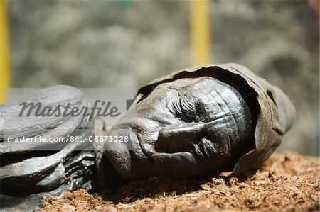 Corps préservé de l'homme de Tollund, pendu à mort en 300 av. J.-C., Musée de Silkeborg, Silkeborg, Jutland, au Danemark, Scandinavie, Europe