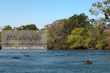 Nilpferd, Lunga River, Kafue-Nationalpark, Sambia, Afrika