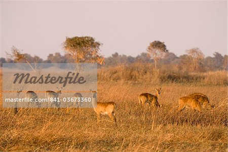 Puku, Busanga Plains, Kafue-Nationalpark, Sambia, Afrika
