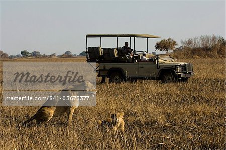 Tourist taking pictures of lioness and cub, Busanga Plains, Kafue National Park, Zambia, Africa