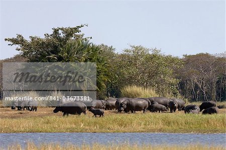 Hippopotame (Hippopotamus amphibius), plaines de Busanga, Parc National de Kafue, en Zambie, Afrique