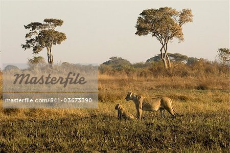 Löwin und Jungtiere, Busanga Plains, Kafue-Nationalpark, Sambia, Afrika