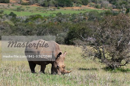 White rhinoceros (Caratotherium simum), Kariega Game Reserve, Afrique du Sud, Afrique