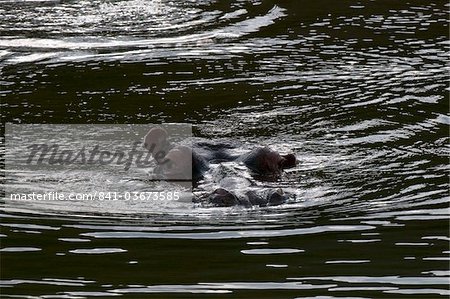 Hippopotame (Hippopotamus amphibius), Kariega Game Reserve, Afrique du Sud, Afrique Hippopotame (Hippopotamus amphibius), Kariega Game Reserve, Afrique du Sud, Afrique
