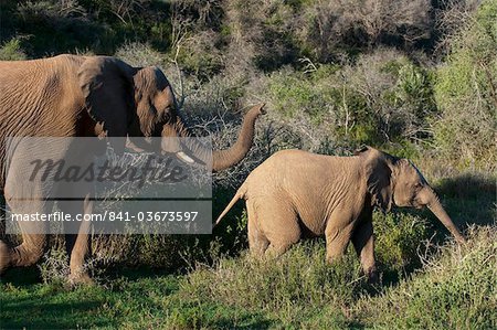Éléphant (Loxodonta africana) et young, Kariega Game Reserve, Afrique du Sud, Afrique