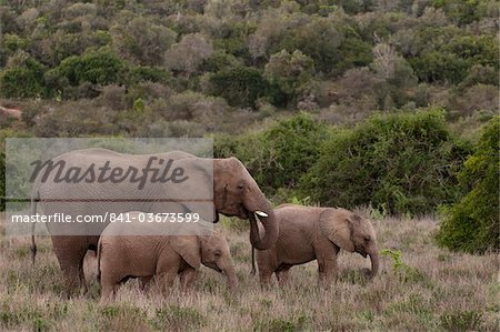 Elephant (Loxodonta africana) and young, Kariega Game Reserve, South Africa, Africa