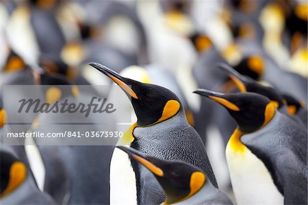 Colonie de pingouins roi (Aptenodytes patagonicus), Gold Harbour, Géorgie du Sud, Antarctique, régions polaires