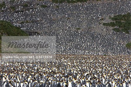 King penguin colony (Aptenodytes patagonicus), Salisbury Plain, South Georgia, Antarctic, Polar Regions