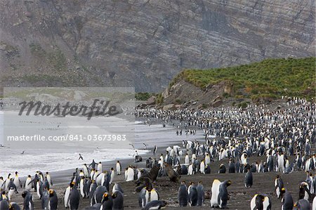 Kolonie von König Penguins (Aptenodytes Patagonicus), Gold Harbour, Südgeorgien, Antarktis, Polarregionen