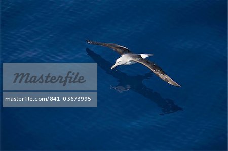 Royal Albatros (Diomedea epomophora), océan du Sud, Antarctique, régions polaires