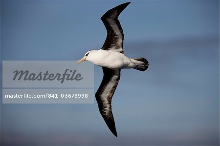 Black-browed albatross (Thalassarche melanophrys), Southern Ocean, Antarctic, Polar Regions